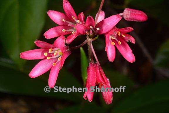 clintonia andrewsiana 7 graphic